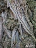Locust Tree (Robinia pseudoacacia)