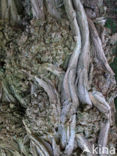 Locust Tree (Robinia pseudoacacia)