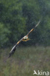 Red Kite (Milvus milvus) 