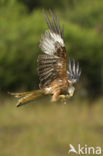 Red Kite (Milvus milvus) 