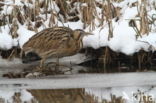 Bittern (Botaurus stellaris)