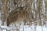 Bittern (Botaurus stellaris)