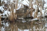 Bittern (Botaurus stellaris)