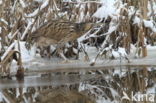 Bittern (Botaurus stellaris)