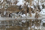 Bittern (Botaurus stellaris)