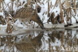 Bittern (Botaurus stellaris)