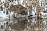 Bittern (Botaurus stellaris)