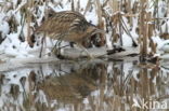 Bittern (Botaurus stellaris)