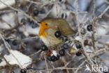 European Robin (Erithacus rubecula)