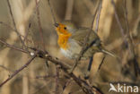 European Robin (Erithacus rubecula)