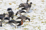 Roodhalsgans (Branta ruficollis) 