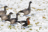 Roodhalsgans (Branta ruficollis) 