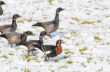 Roodhalsgans (Branta ruficollis) 