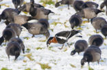 Roodhalsgans (Branta ruficollis) 