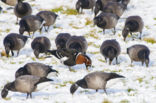 Roodhalsgans (Branta ruficollis) 