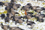 Roodhalsgans (Branta ruficollis) 