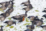 Roodhalsgans (Branta ruficollis) 