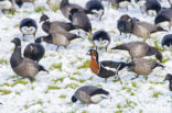 Roodhalsgans (Branta ruficollis) 