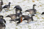 Roodhalsgans (Branta ruficollis) 