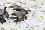 Roodhalsgans (Branta ruficollis) 