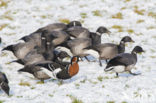 Roodhalsgans (Branta ruficollis) 