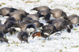 Roodhalsgans (Branta ruficollis) 