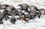 Roodhalsgans (Branta ruficollis) 