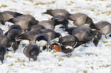 Roodhalsgans (Branta ruficollis) 