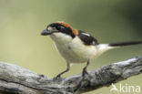 Woodchat Shrike (Lanius senator)