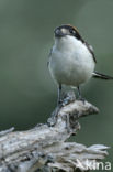 Woodchat Shrike (Lanius senator)