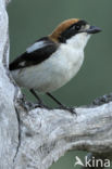 Woodchat Shrike (Lanius senator)