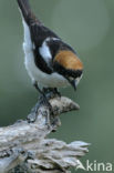 Woodchat Shrike (Lanius senator)