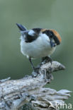 Woodchat Shrike (Lanius senator)