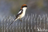 Woodchat Shrike (Lanius senator)