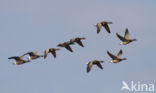 Rotgans (Branta bernicla)