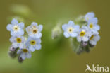 Ruw vergeet-mij-nietje (Myosotis ramosissima)