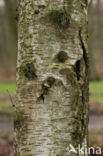 Ruwe berk (Betula pendula)