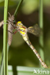 Schaduwlibel (Caliaeschna microstigma)