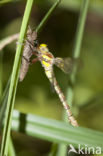 Schaduwlibel (Caliaeschna microstigma)