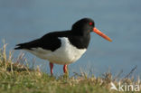 Oystercatcher (Haematopus ostralegus)