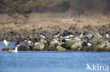 Oystercatcher (Haematopus ostralegus)