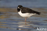 Oystercatcher (Haematopus ostralegus)