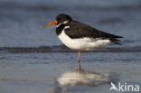 Oystercatcher (Haematopus ostralegus)