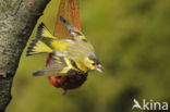 Eurasian Siskin (Carduelis spinus)