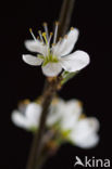 Sleedoorn (Prunus spinosa)