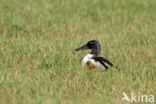 Slobeend (Anas clypeata) 