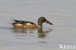 Slobeend (Anas clypeata) 