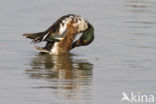 Northern Shoveler (Anas clypeata)