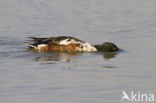 Northern Shoveler (Anas clypeata)