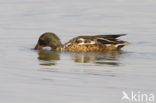 Slobeend (Anas clypeata) 